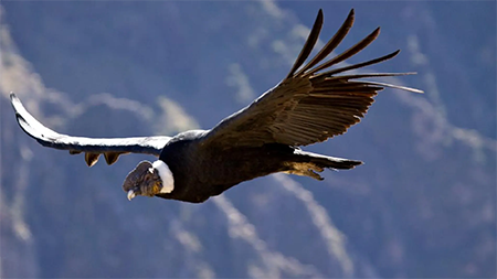 condor